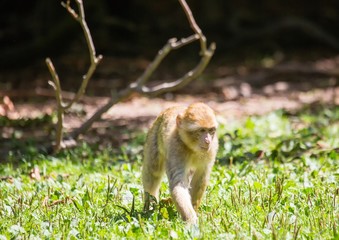 Picture of playing and eating barbary macaques on a meadow during summertime