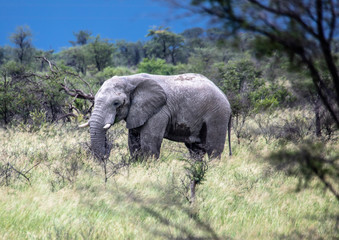 Fototapeta premium African Elephant in the Nxai Pan National Park in Botswana during summer time
