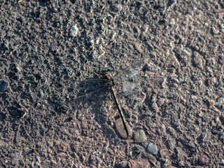 Horned Clubtail (Arigomphus cornutus) on the road.