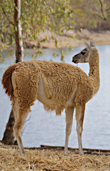 Guanaco