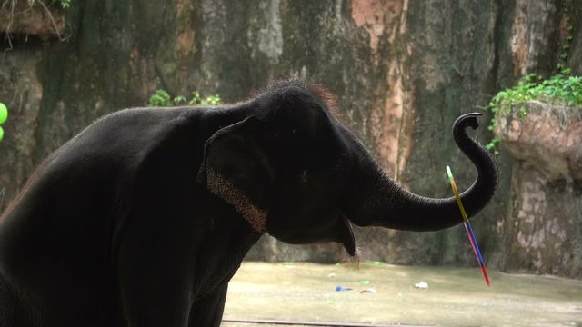 elephant playing hula hoop