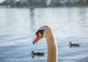 Close up of a mute swan female at a lake in Germany  during a summer evening