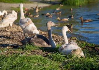 Group of young mute swans  at a lake in Germany  during a summer evening