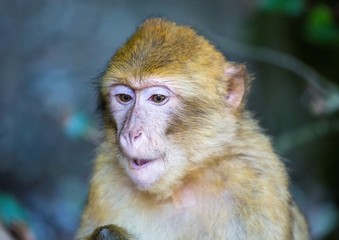 Picture of playing and eating barbary macaques on a meadow during summertime