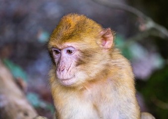 Picture of playing and eating barbary macaques on a meadow during summertime