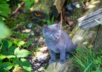 Young and curious grey wild cat during summer at the alps of Switzerland