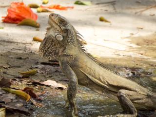 Caribbean iguana