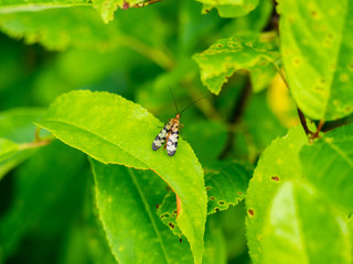 Colorful bug in a broad leaf in the woods during summer.