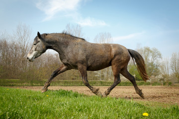 Pony läuft ins erste Gras