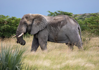 Fototapeta na wymiar African Elephant in the Nxai Pan National Park in Botswana during summer time