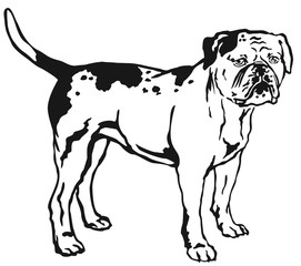 Decorative standing portrait of American Bulldog vector illustration