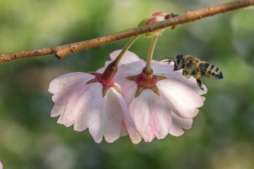 Biene auf Blüte