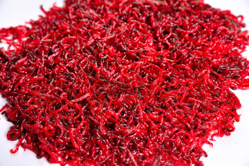 Fototapeta premium Winter worms for winter fishing on a white background