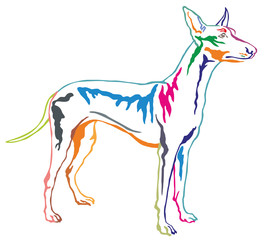 Colorful decorative standing portrait of Pharaoh Hound vector illustration