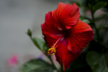 Fototapeta premium NYC