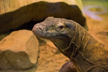 Green Brown Iguana Lizard Reptile Tree Stone Zoo
