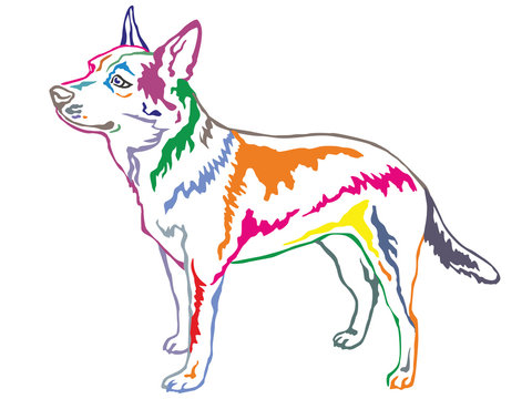 Colorful decorative standing portrait of Australian Cattle Dog vector illustration