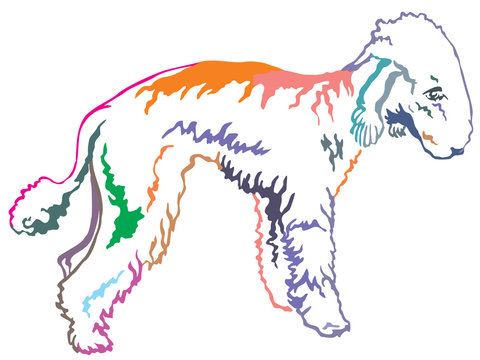 Colorful decorative standing portrait of Bedlington Terrier vector illustration