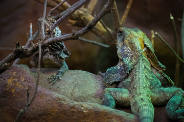 Green Brown Iguana Lizard Reptile Tree Stone Zoo