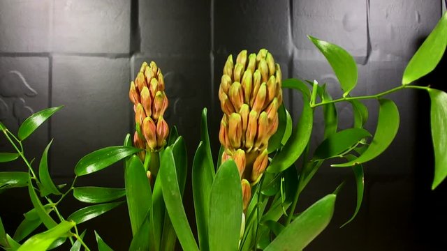Hyacinth Blooming on Black Background Time Lapse