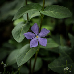 Fiore del Male.