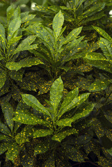 floral background - green in gold speckls leaves of Gold Dust Croton (Codiaeum variegatum, garden croton or variegated croton) © Evgeny