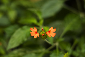 beautiful bright fiery orange flowers of Crossandra infundibuliformis (firecracker flower)
