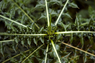rosette of spiny leaves on the apex of the prickly plant of the family Asteraceae (or Compositae, or sunflower family)..