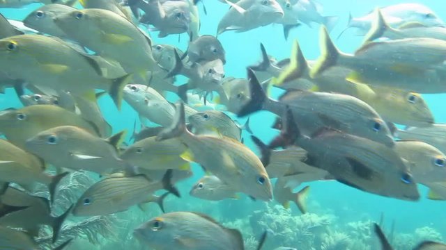 School of grunts and snapper from the coral reefs of the mesoamerican barrier. Mayan Riviera, Mexican Caribbean.