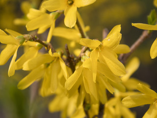 Primer plano de horas de forsythia floreciendo en primavera.