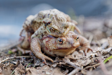 Common toad (Bufo bufo) in a nature