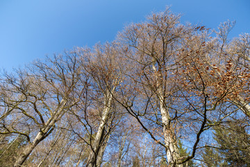 Knospige Rotbuchen im zeitigen Frühjahr
