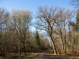 Wald im zeitigen Frühjahr - Salweide links, Eiche rechts des Waldweges