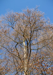 Fototapeta premium Knospige Rotbuchen im zeitigen Frühjahr