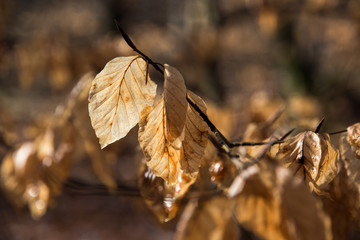 Rotbuchenlaub (Fagus sylvatica) im zeitigen Frühjahr