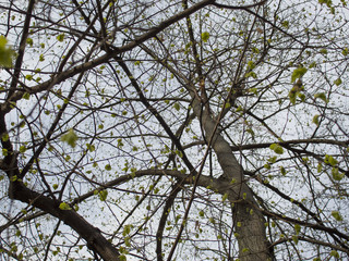 Árbol floreciendo en primavera visto desde abajo. Alemania.