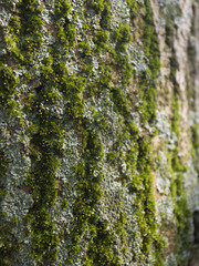 Tronco de árbol. Detalle de su corteza cubierta de musgo  y líquenes. Alemania.