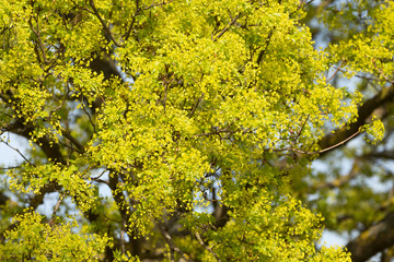flowering maple (Acer platanoides) in spring