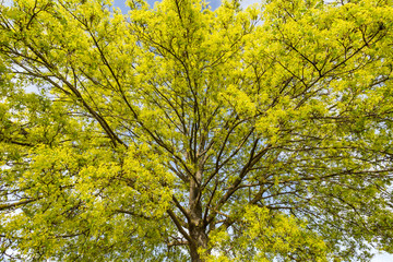 Blühender Spitzahorn (Acer platanoides) im Frühjahr