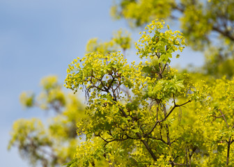 Blühender Spitzahorn (Acer platanoides) im Frühjahr