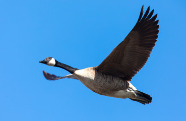 
Close view of a Canada goose, seen flying over a North California marsh
