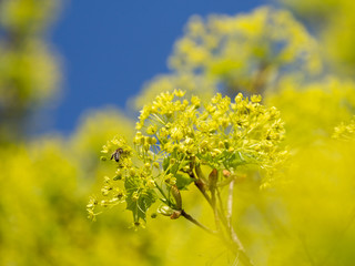 Blühender Spitzahorn (Acer platanoides) im Frühjahr