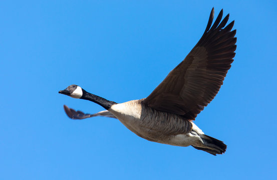 
Close view of a Canada goose, seen flying over a North California marsh
