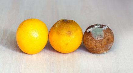 Three oranges in the drying out stage. A fresh orange, an orange that begins to deteriorate, and spoiled rotten with mold. Overdue fruit.