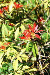 pieris japonica rouge, détail,jardin