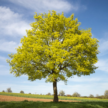 Blühender Spitzahorn (Acer platanoides) im Frühjahr