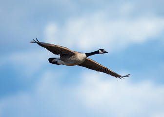 Close view of a Canada goose, seen flying against clouds 