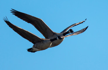 
Close view of a Canada goose, seen flying over a North California marsh
