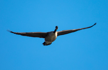 
Close view of a Canada goose, seen flying over a North California marsh
