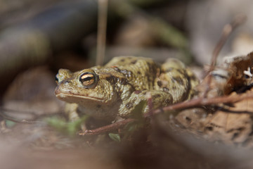 Common toad (Bufo bufo) in a nature